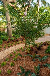 CREPE MYRTLE TREE - LAVENDER